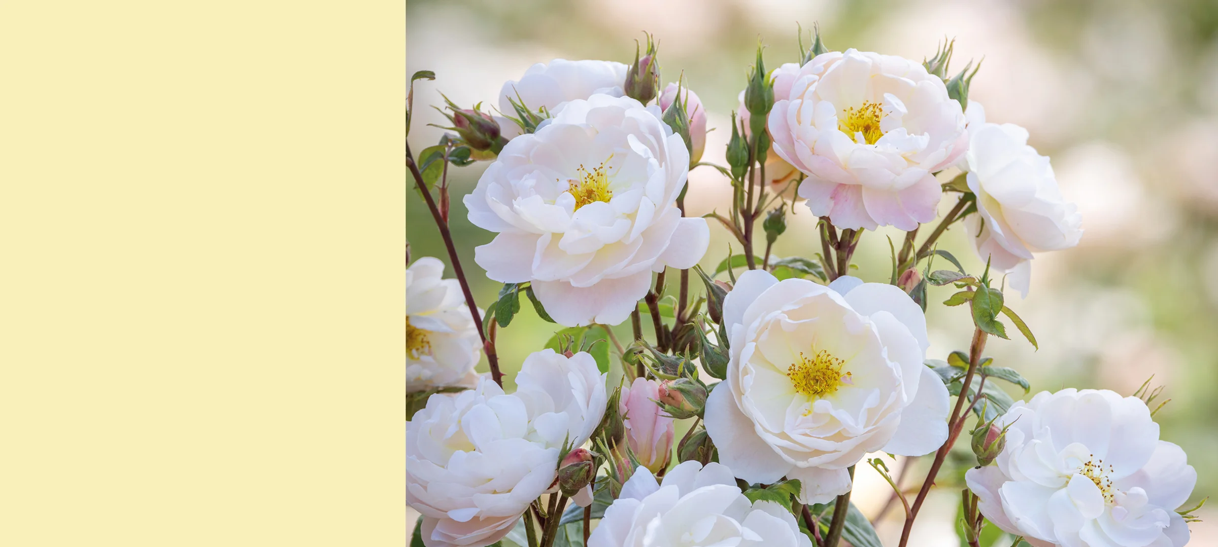 Timeless English Roses Delivered Home